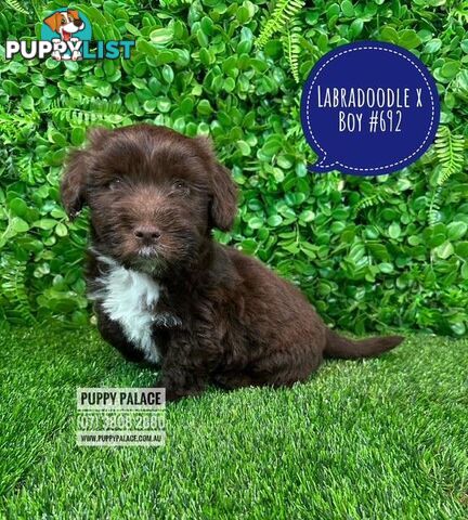 Labradoodle X (Maltese X) -  At Puppy Palace Pet Shop, Brisbane