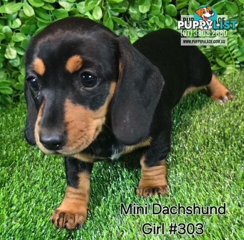 Miniature Dachshund Puppies - Boys & Girls.  At Puppy Palace Pet Shop, Underwood.07 3808-2880