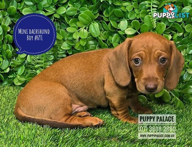 Miniature Dachshund Puppies - Boys & Girls.  At Puppy Palace Pet Shop, Underwood.07 3808-2880