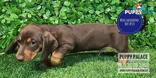 Miniature Dachshund Puppies - Boys & Girls.  At Puppy Palace Pet Shop, Underwood.07 3808-2880