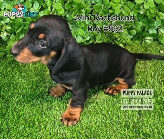 Miniature Dachshund Puppies - Boys & Girls.  At Puppy Palace Pet Shop, Underwood.07 3808-2880