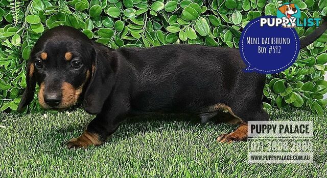 Miniature Dachshund Puppies - Boys & Girls.  At Puppy Palace Pet Shop, Underwood.07 3808-2880