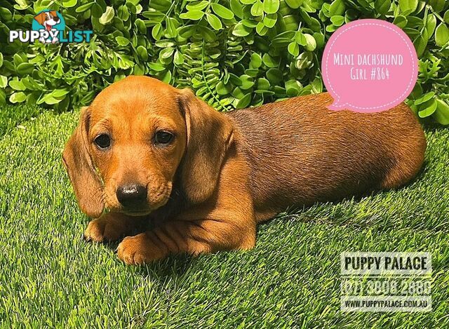 Miniature Dachshund Puppies - Boys & Girls.  At Puppy Palace Pet Shop, Underwood.07 3808-2880