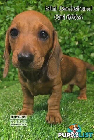 Miniature Dachshund Puppies - Boys & Girls.  At Puppy Palace Pet Shop, Underwood.07 3808-2880