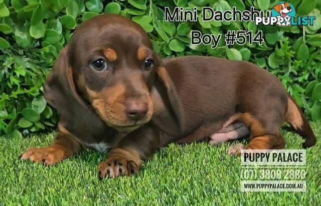 Miniature Dachshund Puppies - Boys & Girls.  At Puppy Palace Pet Shop, Underwood.07 3808-2880