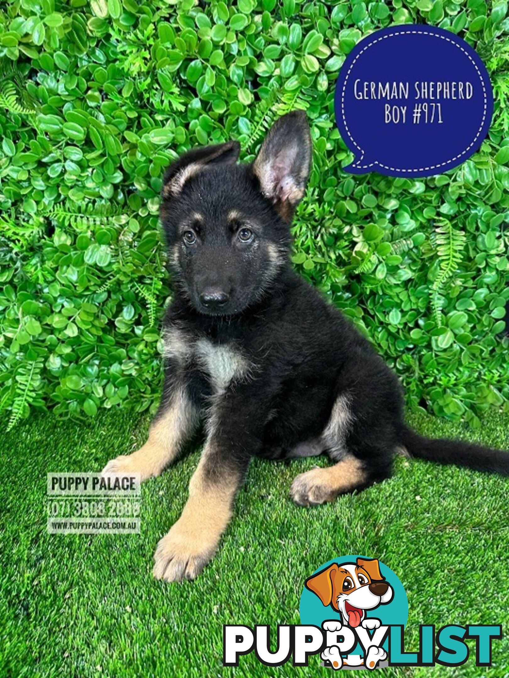 German Shepherd puppies - Boy. Puppy palace Pet shop, for all you pet needs. 