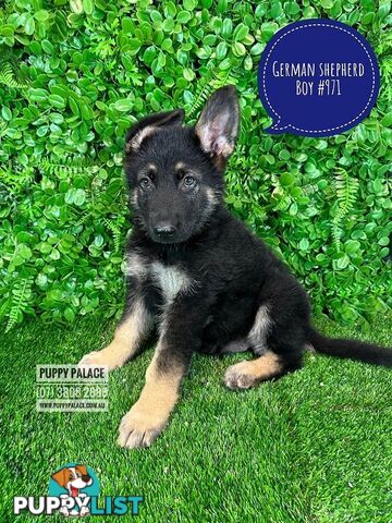 German Shepherd puppies - Boy. Puppy palace Pet shop, for all you pet needs. 