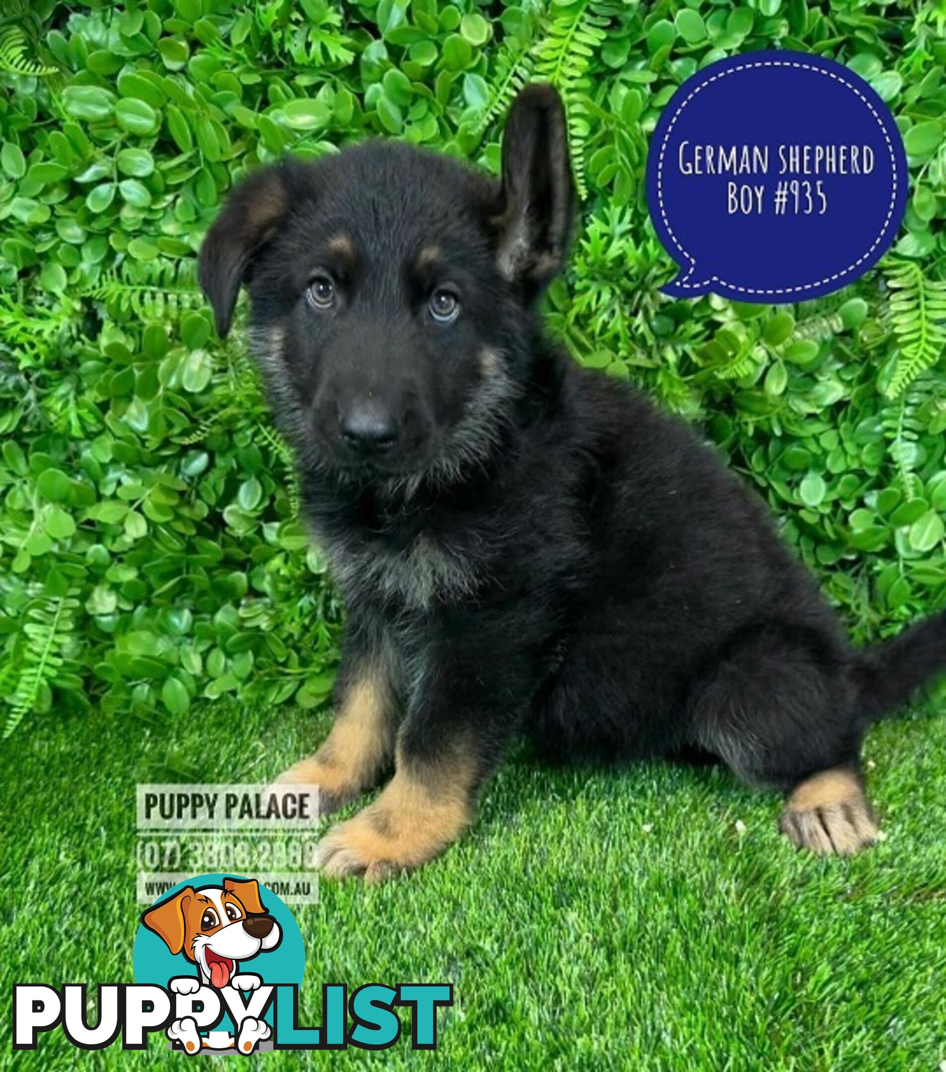 German Shepherd puppies - Boy. Puppy palace Pet shop, for all you pet needs. 