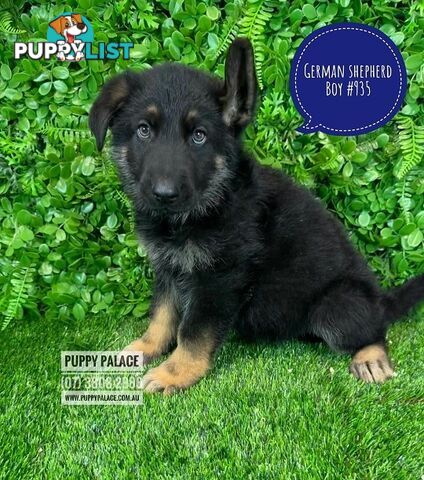 German Shepherd puppies - Boy. Puppy palace Pet shop, for all you pet needs. 