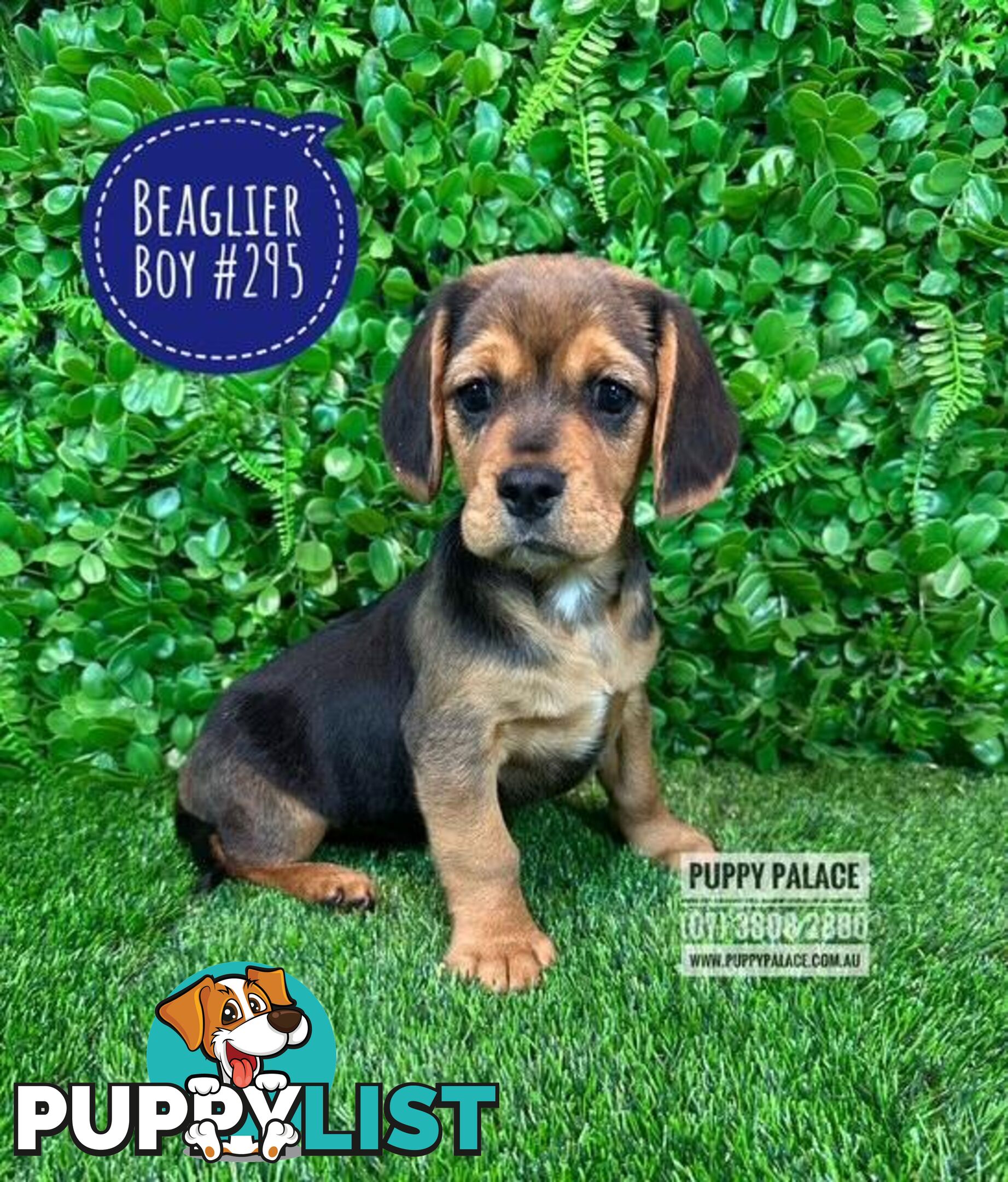 Beaglier (Beagle X Cavalier) - We are now in store at Puppy Palace Pet shop, Underwood.