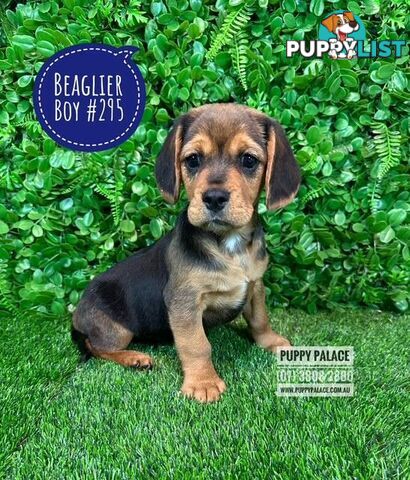 Beaglier (Beagle X Cavalier) - We are now in store at Puppy Palace Pet shop, Underwood.
