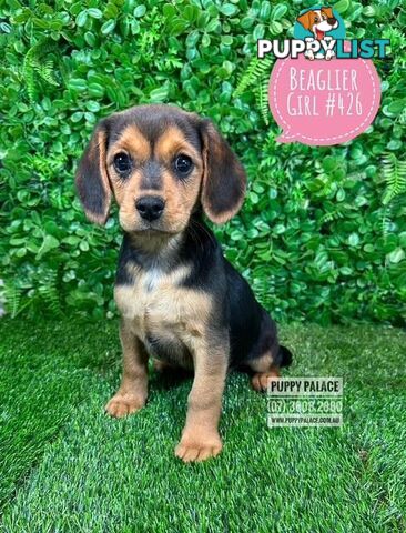 Beaglier (Beagle X Cavalier) - We are now in store at Puppy Palace Pet shop, Underwood.
