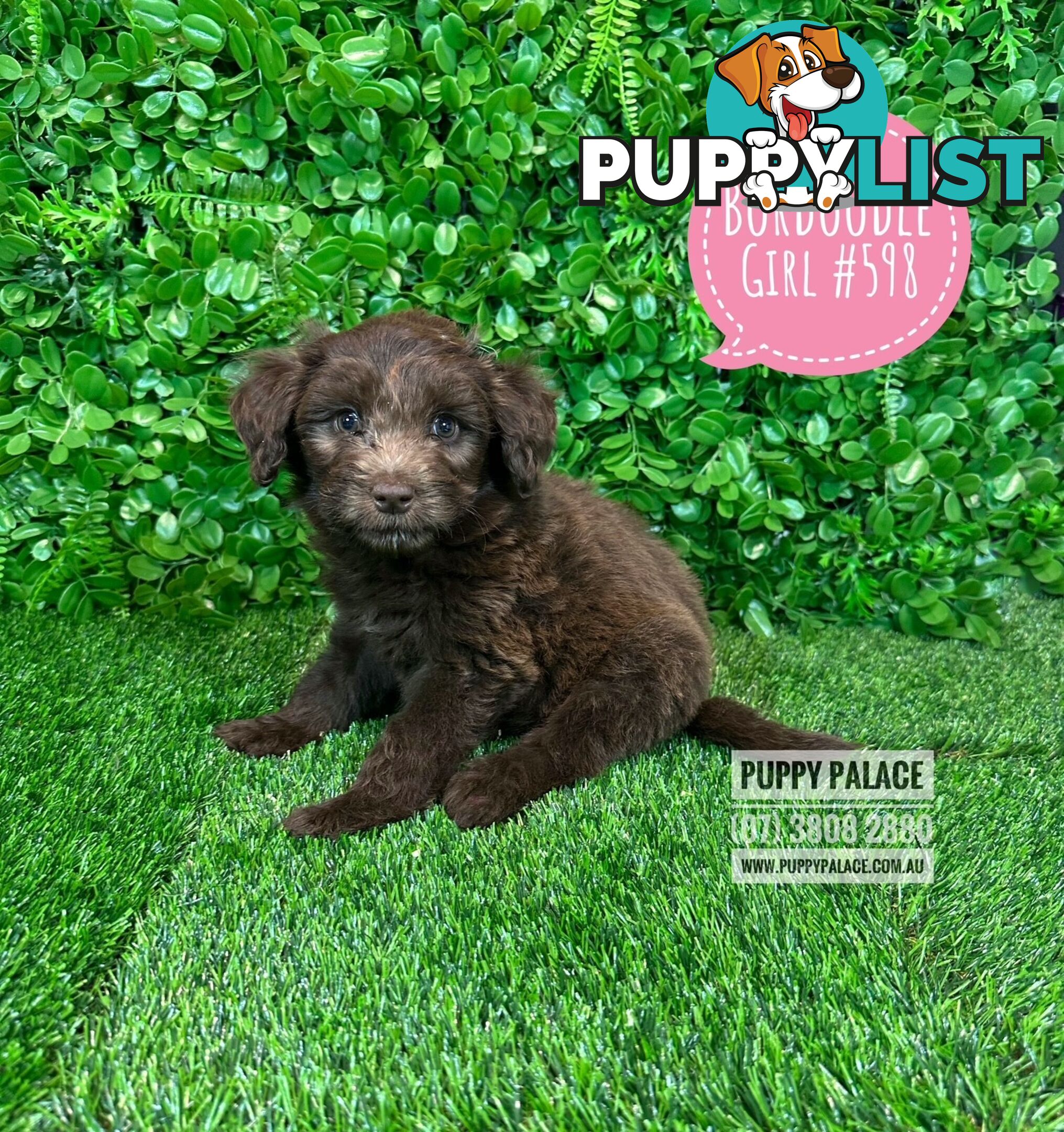 Bordoodle (Border Collie x Poodle) - Boy & Girls. At Puppy Palace Pet Shop