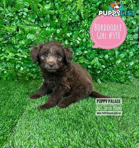 Bordoodle (Border Collie x Poodle) - Boy & Girls. At Puppy Palace Pet Shop