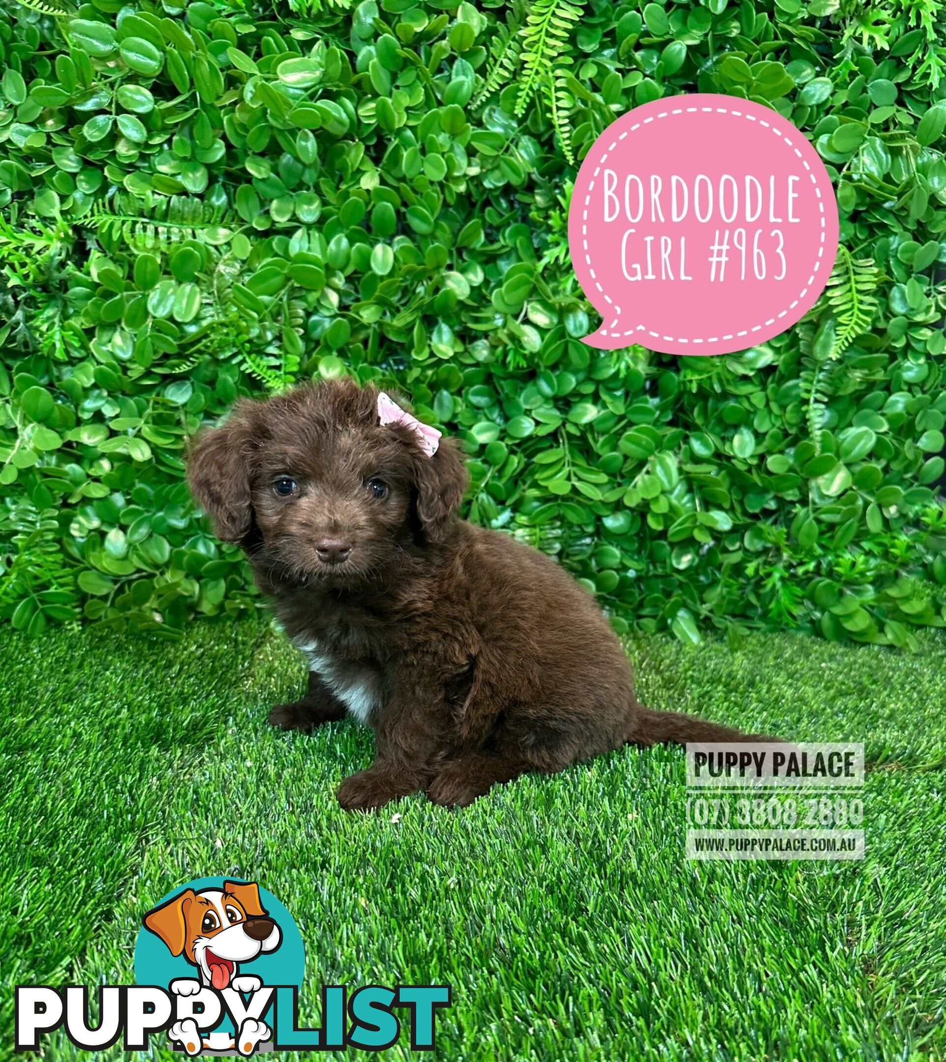 Bordoodle (Border Collie x Poodle) - Boy & Girls. At Puppy Palace Pet Shop