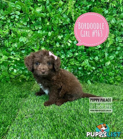 Bordoodle (Border Collie x Poodle) - Boy & Girls. At Puppy Palace Pet Shop