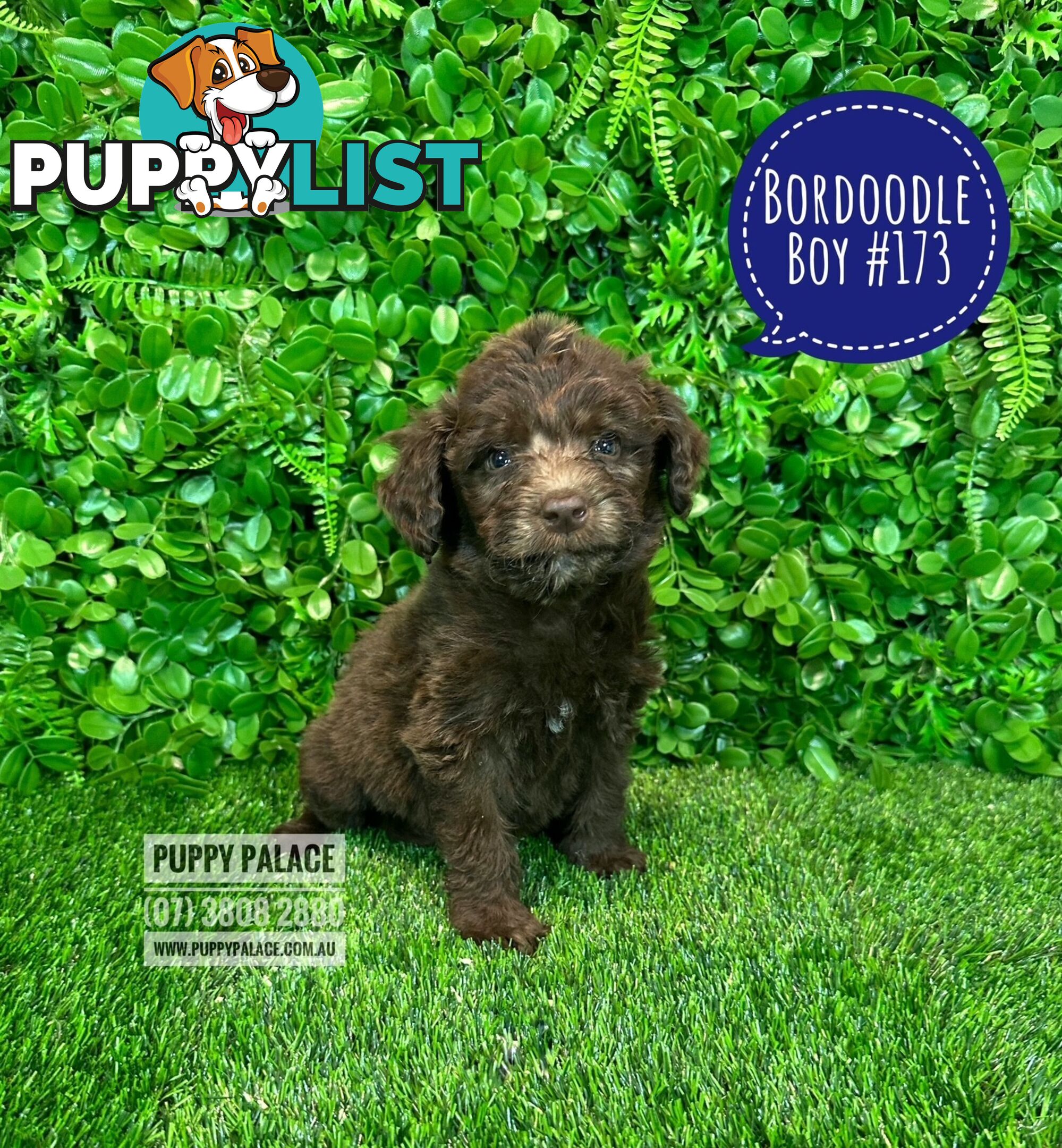 Bordoodle (Border Collie x Poodle) - Boy & Girls. At Puppy Palace Pet Shop