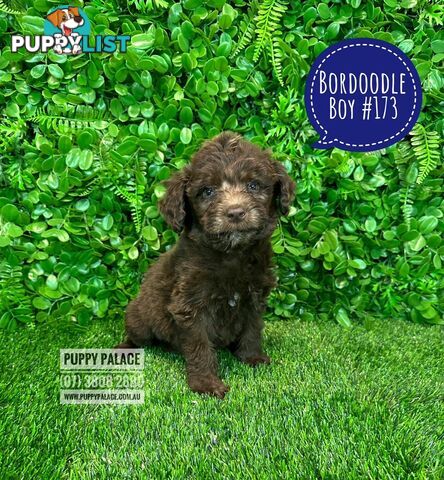 Bordoodle (Border Collie x Poodle) - Boy & Girls. At Puppy Palace Pet Shop