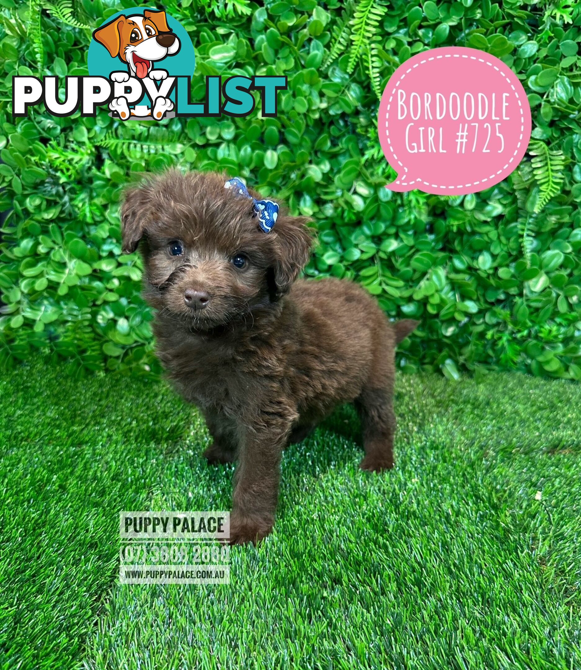 Bordoodle (Border Collie x Poodle) - Boy & Girls. At Puppy Palace Pet Shop