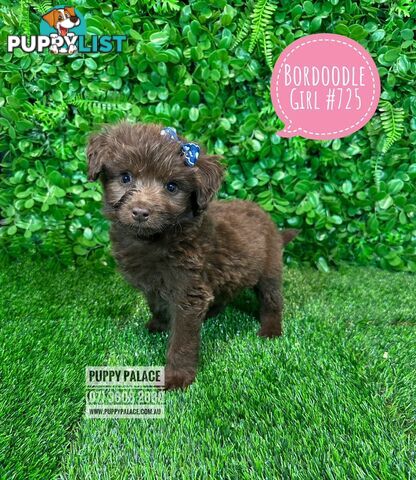 Bordoodle (Border Collie x Poodle) - Boy & Girls. At Puppy Palace Pet Shop