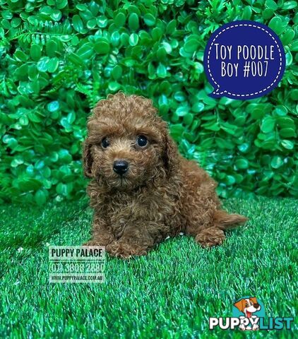 Toy Poodle Puppy  -   Black Boy HAS ALSO  HAD HIS 2ND VACCINATION-VALUE $95. At Puppy Palace Pet Shop, Underwood, Brisbane