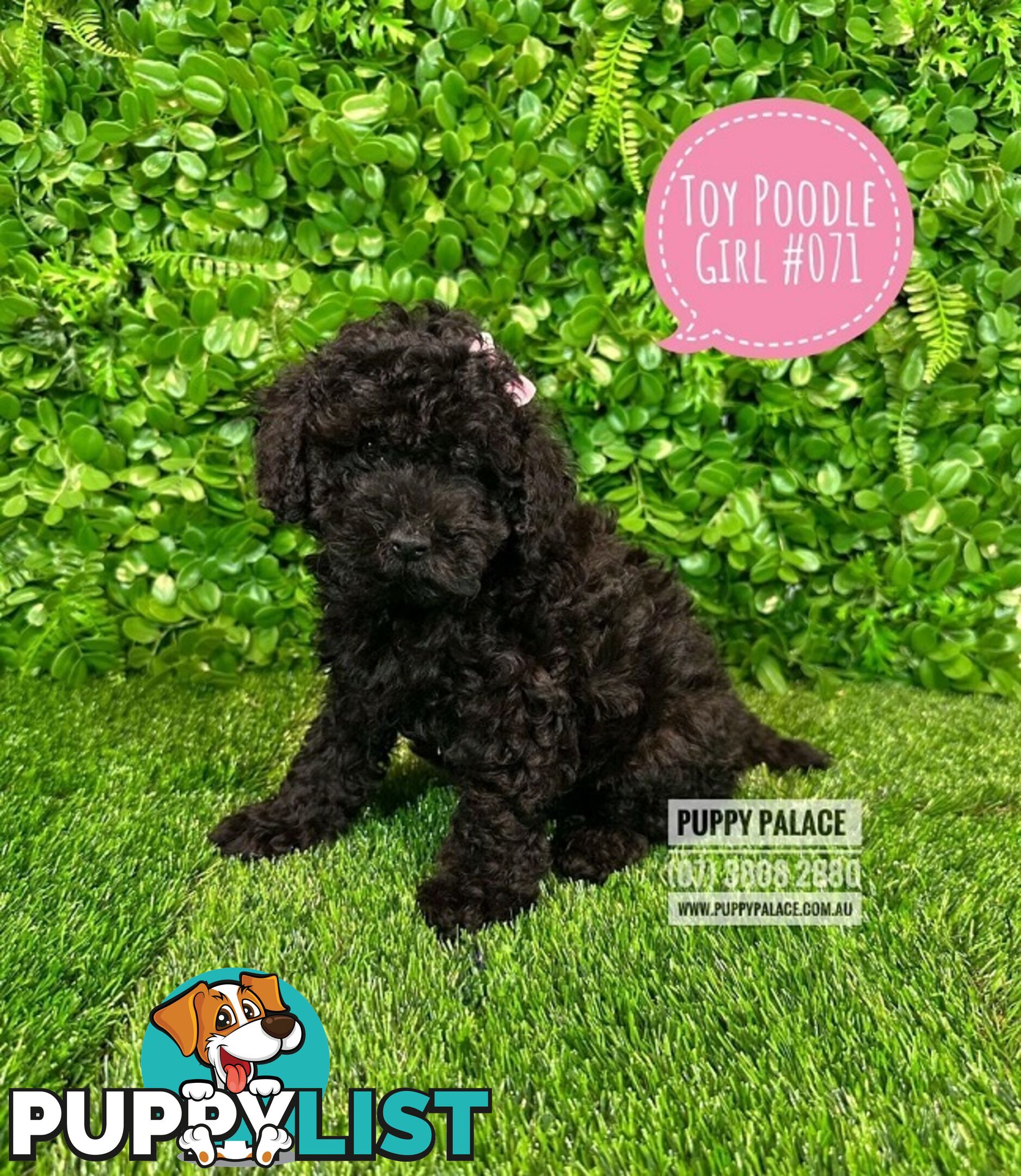 Toy Poodle Puppies - Boys & Girl.  At Puppy Palace Pet Shop