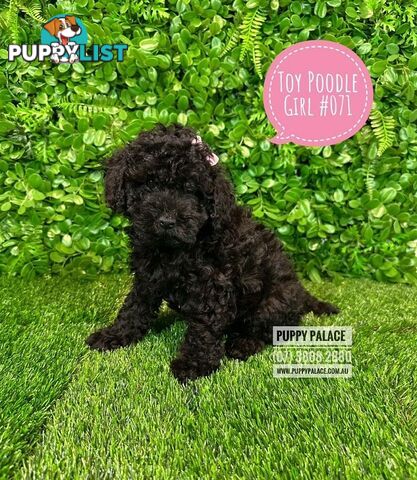 Toy Poodle Puppies - Boys & Girl.  At Puppy Palace Pet Shop