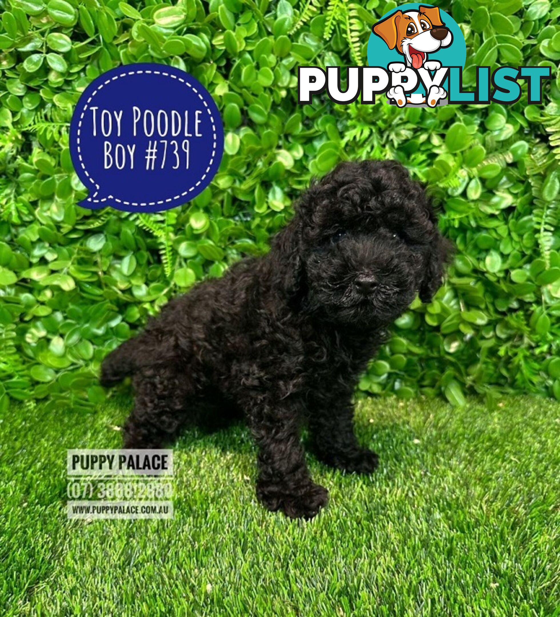 Toy Poodle Puppies - Boys & Girl.  At Puppy Palace Pet Shop