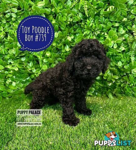 Toy Poodle Puppies - Boys & Girl.  At Puppy Palace Pet Shop