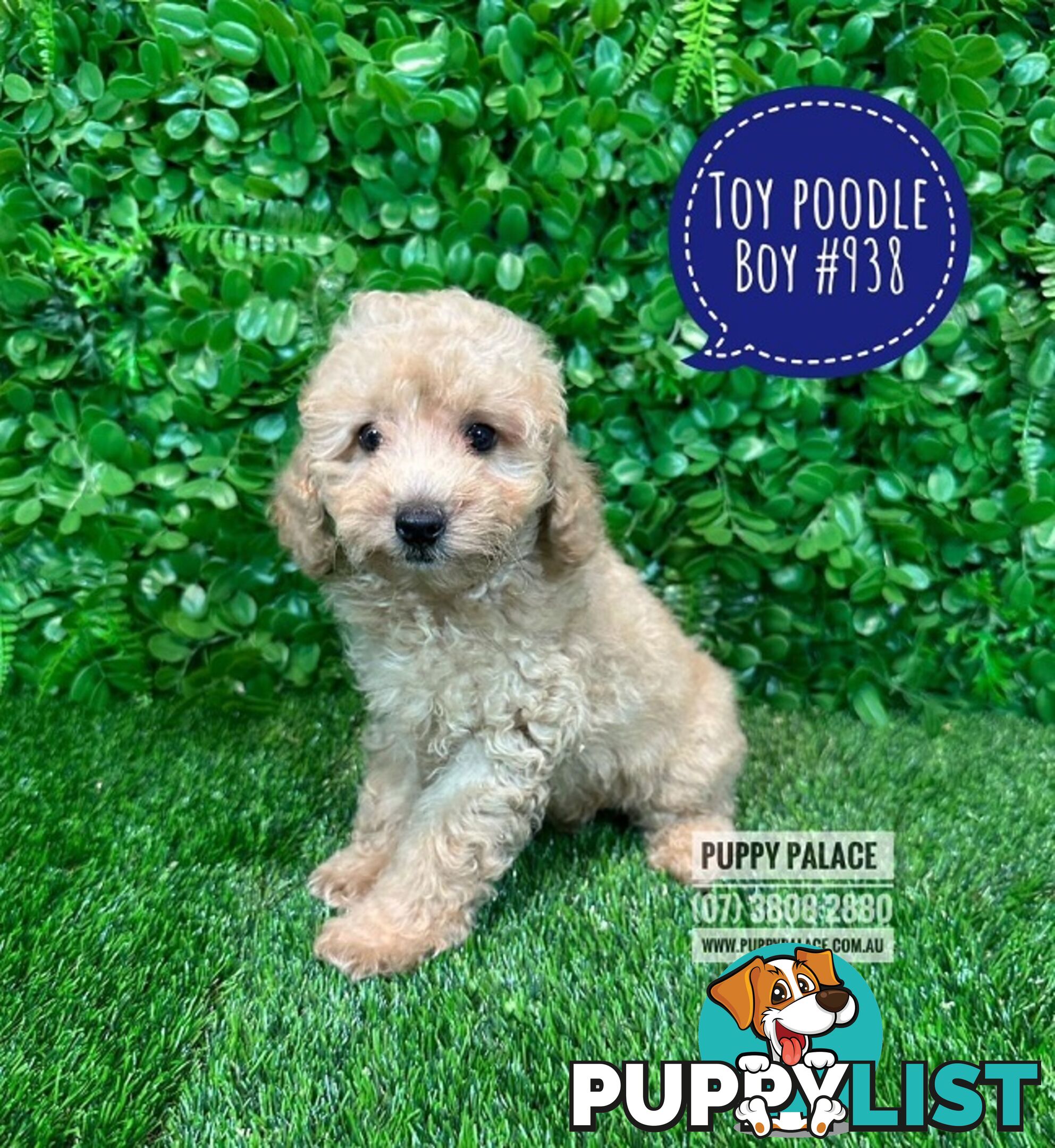 Toy Poodle Puppies - Boys & Girl.  At Puppy Palace Pet Shop