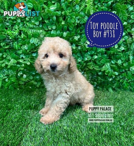 Toy Poodle Puppies - Boys & Girl.  At Puppy Palace Pet Shop