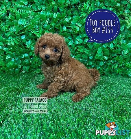 Toy Poodle Puppy  -   Black Boy HAS ALSO  HAD HIS 2ND VACCINATION-VALUE $95. At Puppy Palace Pet Shop, Underwood, Brisbane