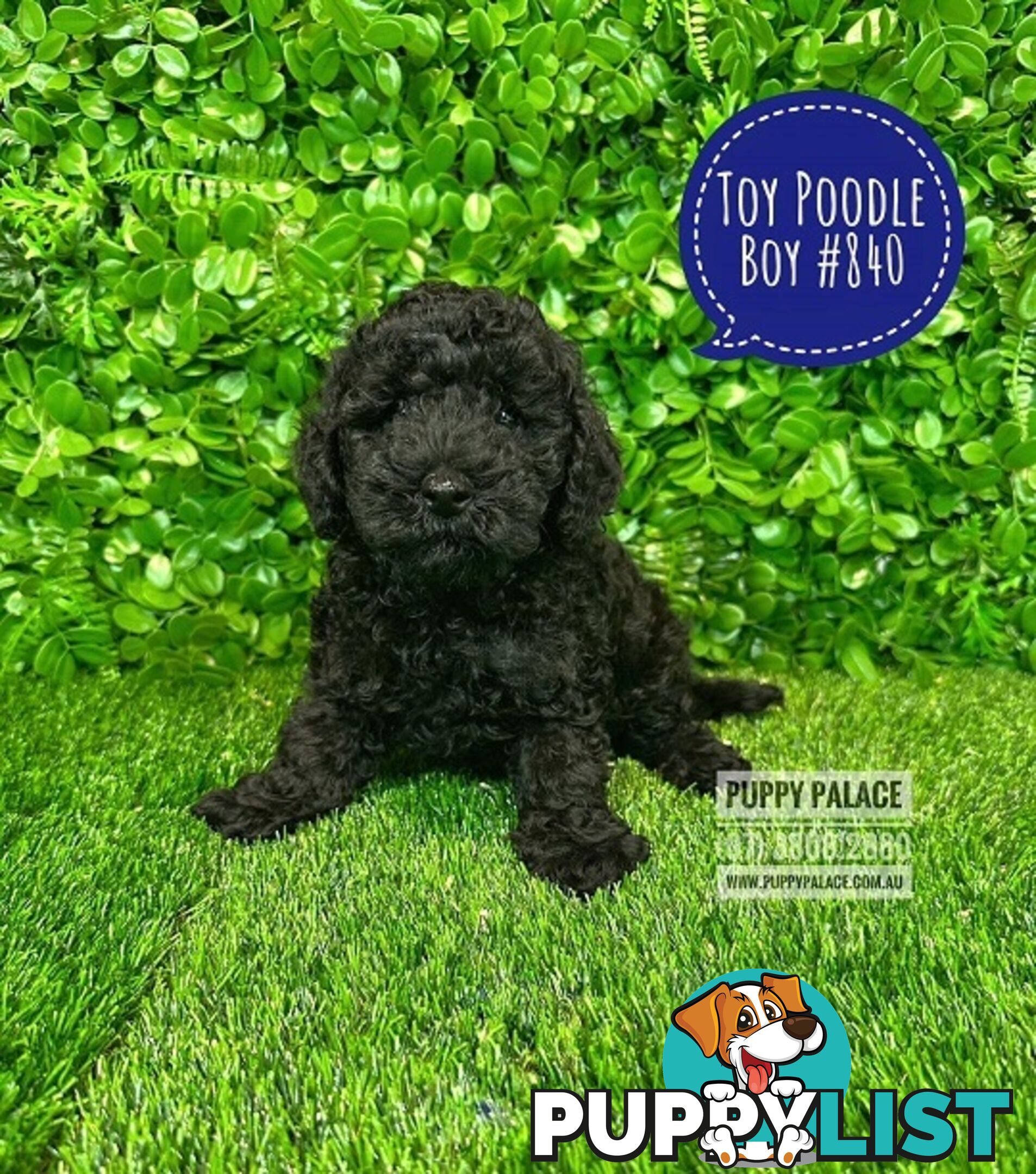 Toy Poodle Puppies - Boys & Girl.  At Puppy Palace Pet Shop