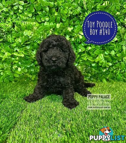 Toy Poodle Puppies - Boys & Girl.  At Puppy Palace Pet Shop