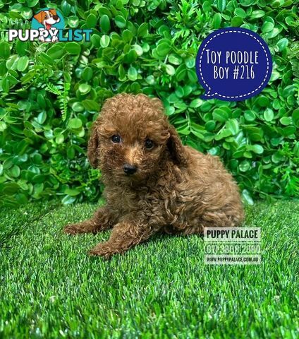 Toy Poodle Puppies  -   At Puppy Palace Pet Shop, Underwood, Brisbane