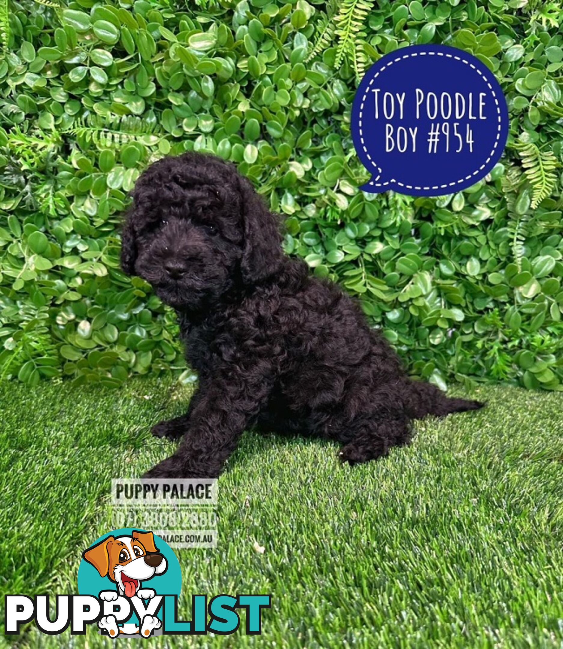 Toy Poodle Puppies - Boys & Girl.  At Puppy Palace Pet Shop