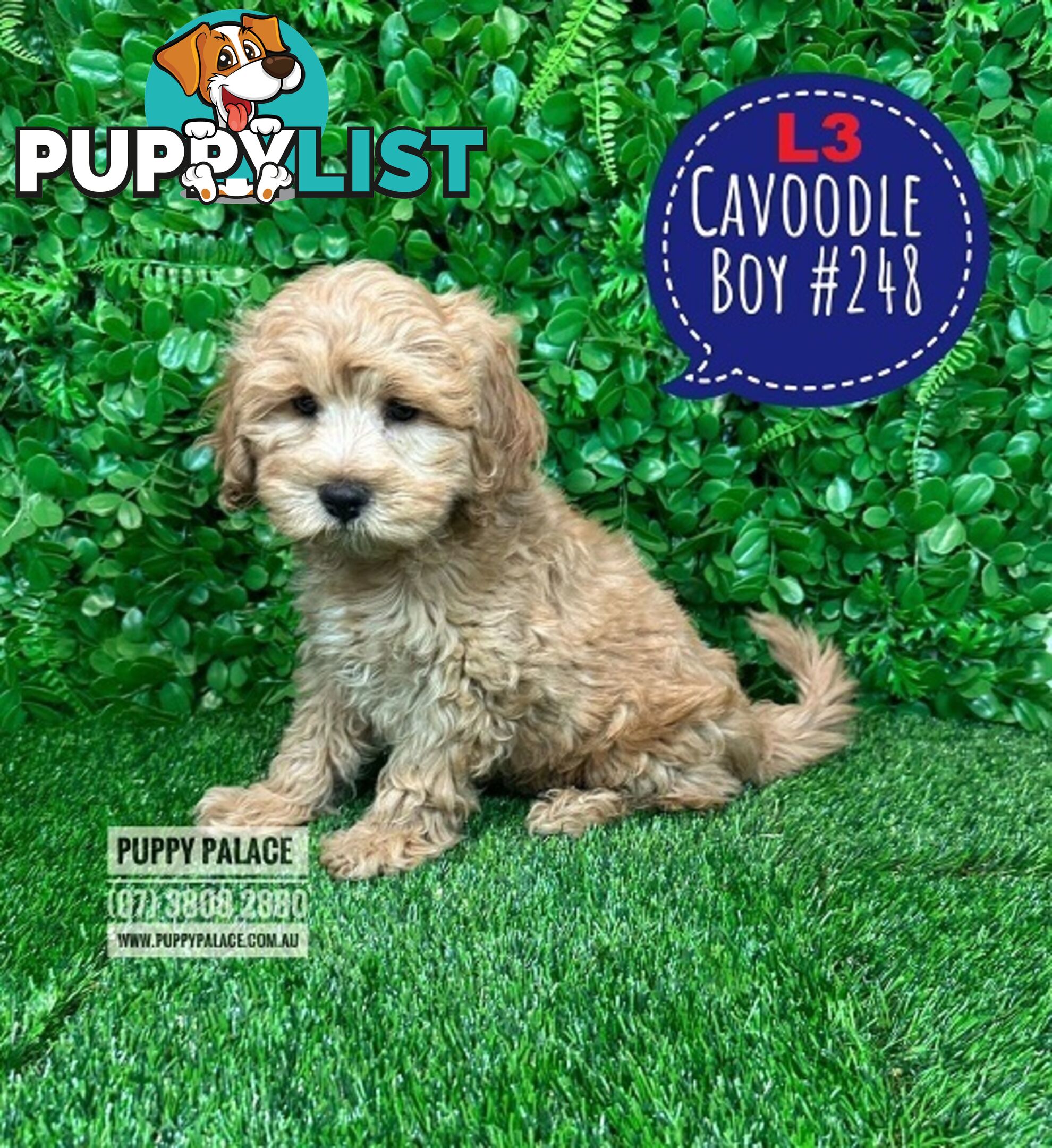 Cavoodle / Cavapoo Puppies for sale Brisbane . Puppy Palace Pet Shop, Underwood.Litters 1 & 2. .  I HAVE ALSO HAD MY 2ND VACC. VALUE $100