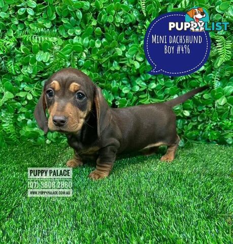 Miniature Dachshund Puppies -  In store NOW At Puppy Palace Pet Shop, Underwood. 07 3808-2880
