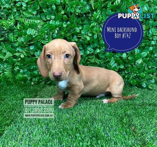 Miniature Dachshund Puppies -  At Puppy Palace Pet Shop, Underwood. 07 3808-2880