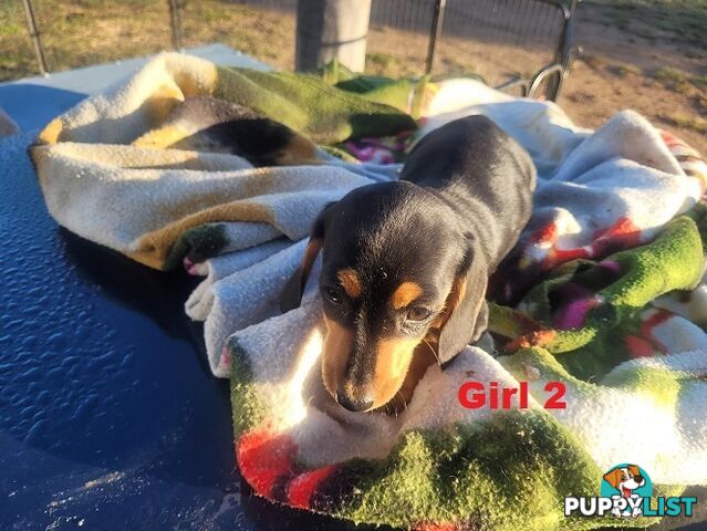 Miniature Dachshund Puppies -  Rare Black & Cream Pups. Arriving In store 14 & 21 August At Puppy Palace Pet Shop, Loganholme. 07 3808-2880