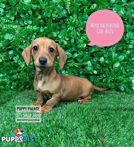 Miniature Dachshund Puppies -  In store NOW At Puppy Palace Pet Shop, Underwood. 07 3808-2880