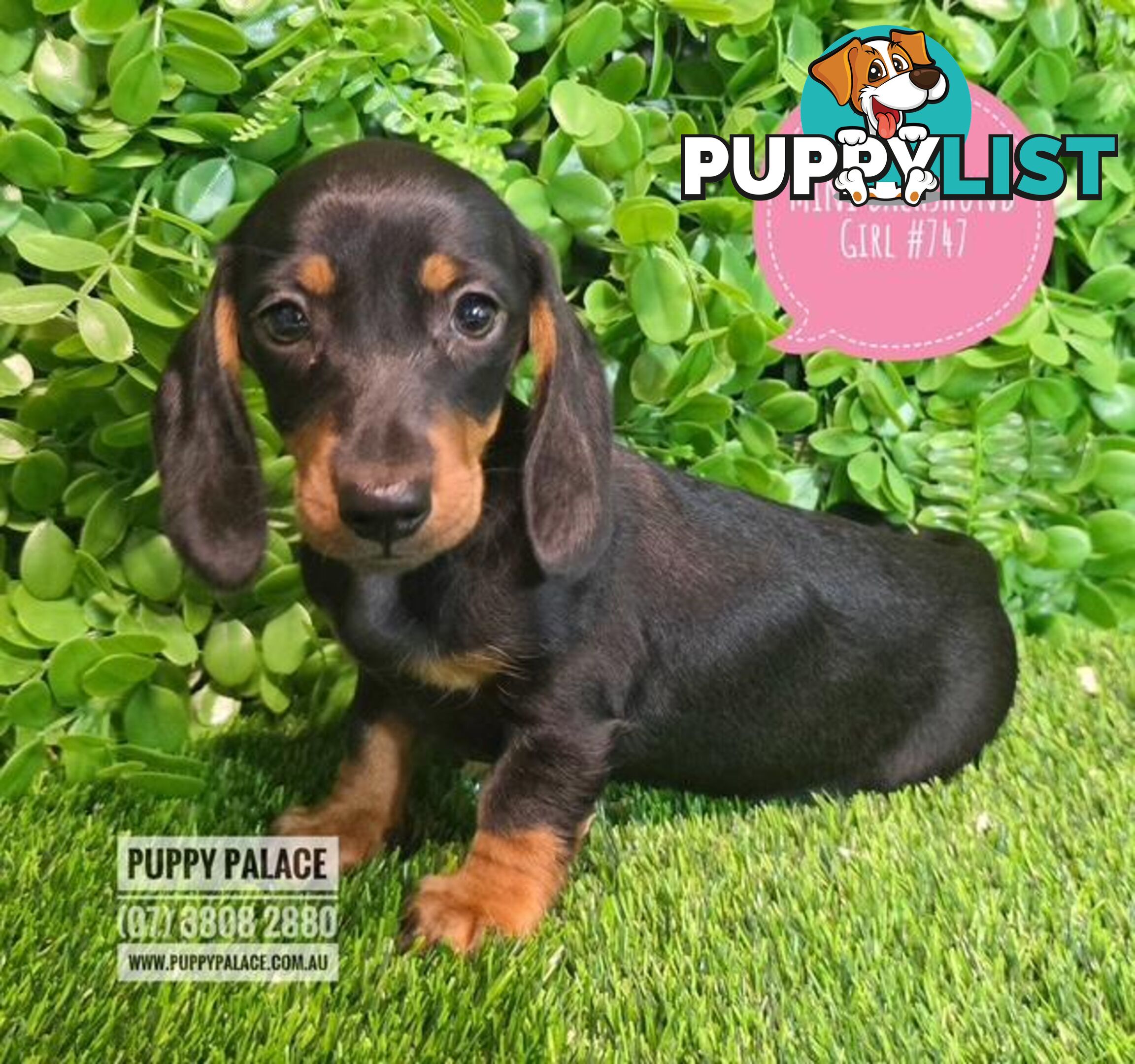 Miniature Dachshund Puppies -  At Puppy Palace Pet Shop, Underwood. 07 3808-2880