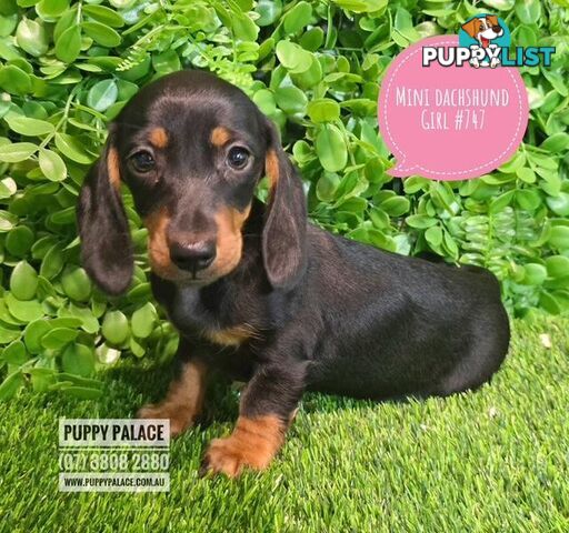 Miniature Dachshund Puppies -  At Puppy Palace Pet Shop, Underwood. 07 3808-2880