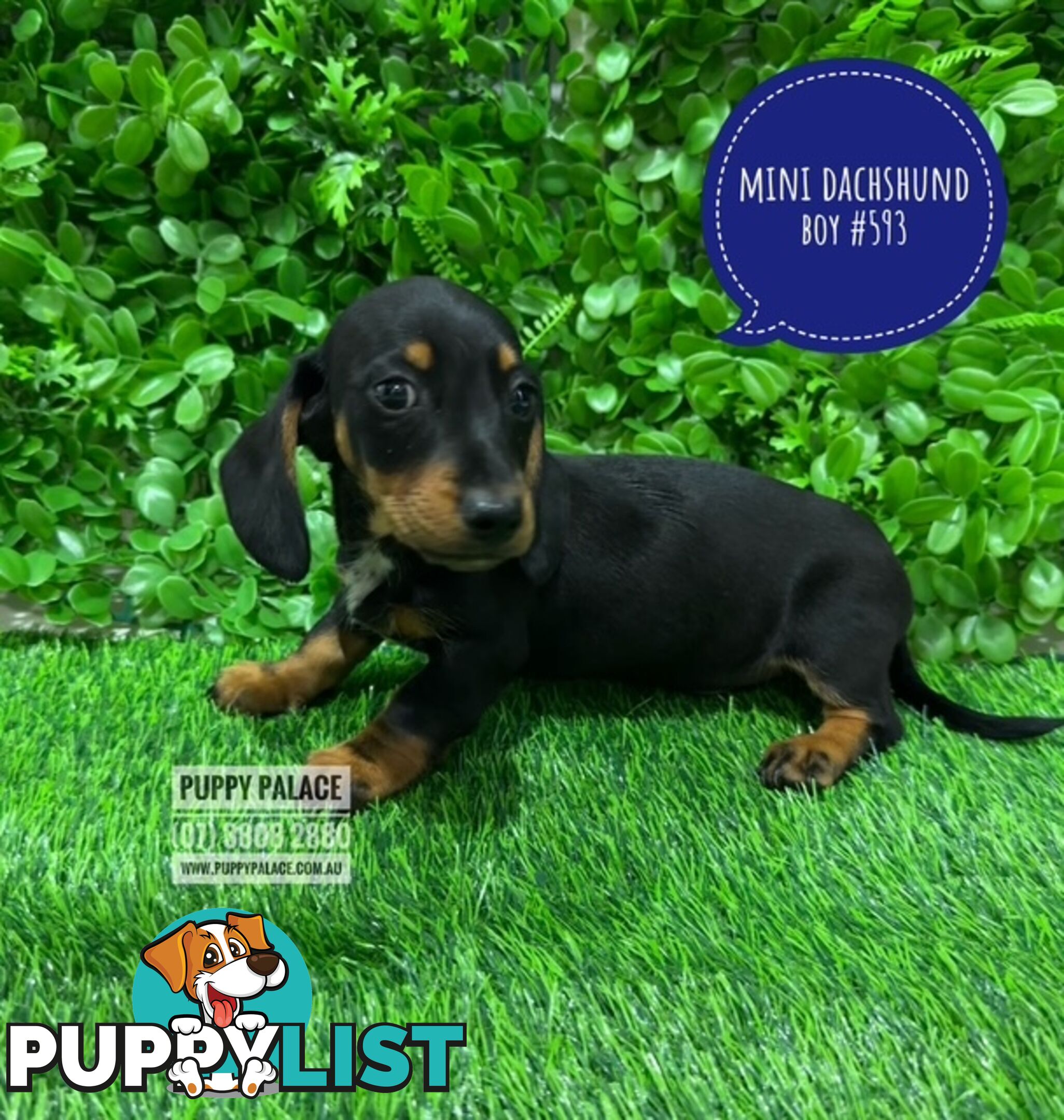 Miniature Dachshund Puppies -  In store Now At Puppy Palace Pet Shop, Loganholme. 07 3808-2880