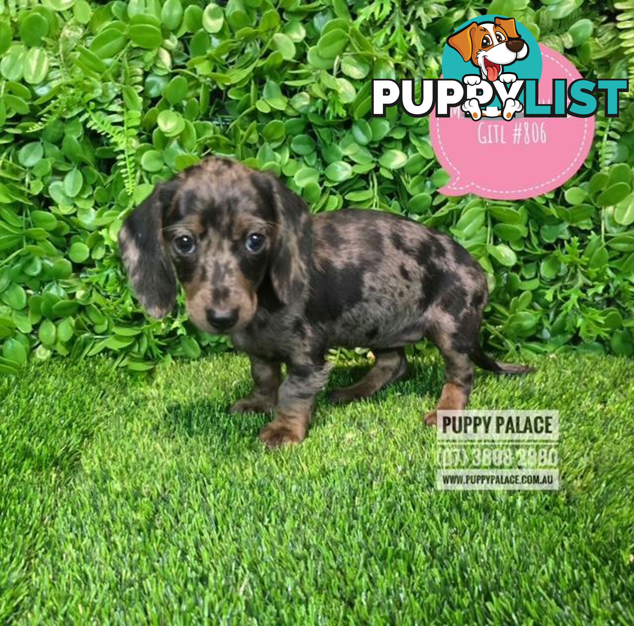 Miniature Dachshund Puppies -  At Puppy Palace Pet Shop, Underwood. 07 3808-2880