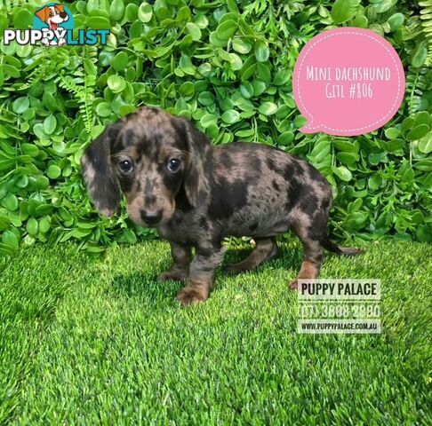 Miniature Dachshund Puppies -  At Puppy Palace Pet Shop, Underwood. 07 3808-2880