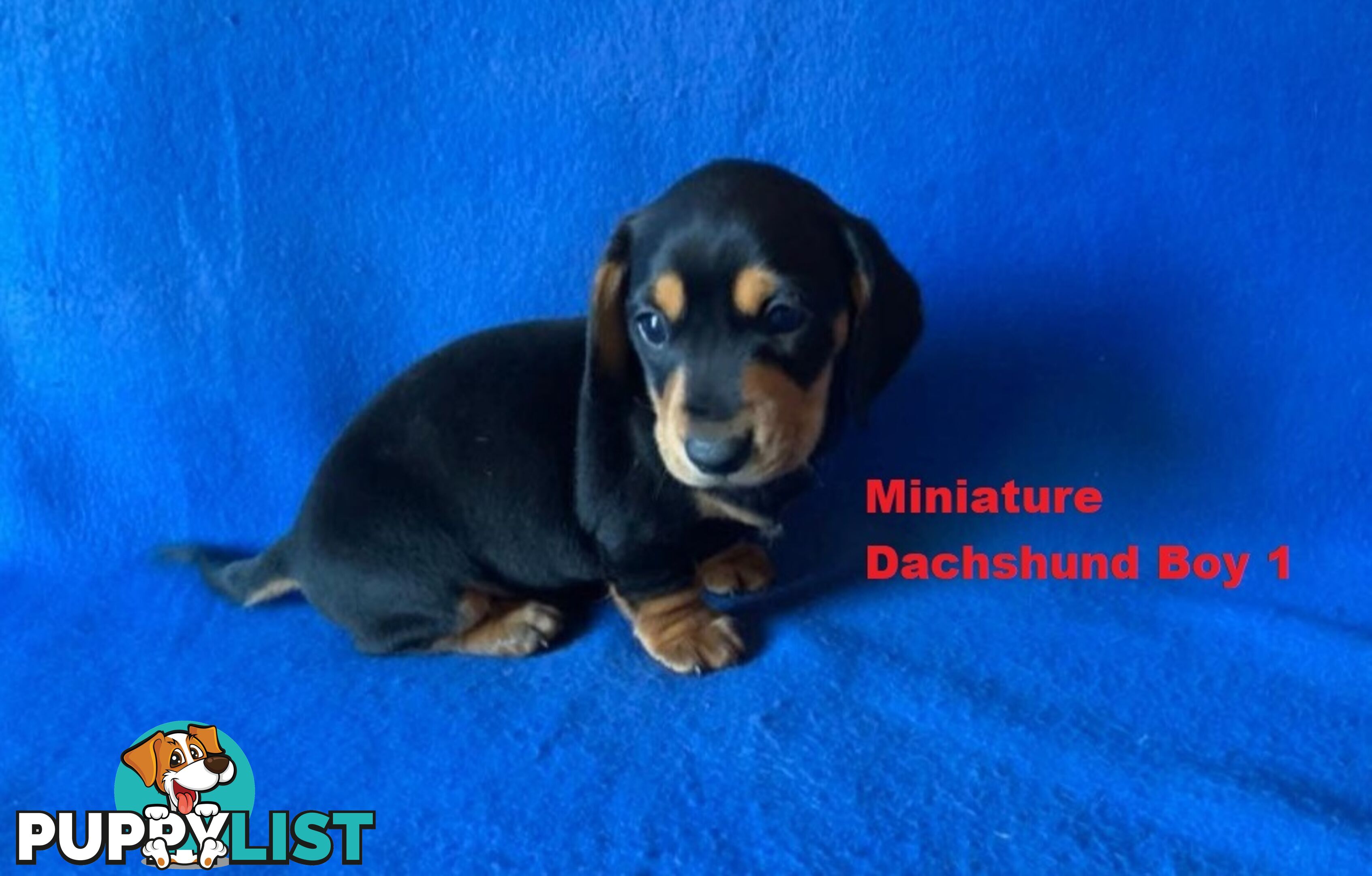 Miniature Dachshund Puppies -  Rare Black & Cream Pups. Arriving In store 14 & 21 August At Puppy Palace Pet Shop, Loganholme. 07 3808-2880