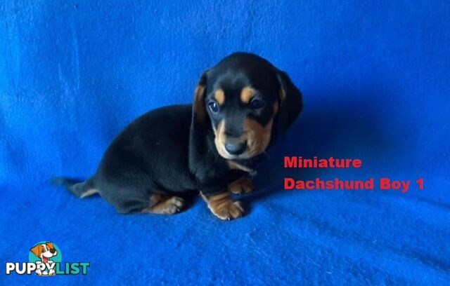 Miniature Dachshund Puppies -  Rare Black & Cream Pups. Arriving In store 14 & 21 August At Puppy Palace Pet Shop, Loganholme. 07 3808-2880