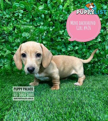 Miniature Dachshund Puppies -  At Puppy Palace Pet Shop, Underwood. 07 3808-2880