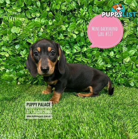 Miniature Dachshund Puppies -  At Puppy Palace Pet Shop, Underwood. 07 3808-2880